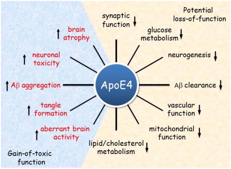 What Is The APOE Gene? And Why Should I Care? - DnaPower